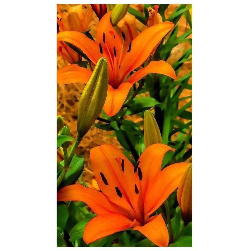 

5D Diy Square Diamond Painting Orange Lily Mosaics Cross Stitch Flowers Diamond Embroidery Home Decoration Accessories