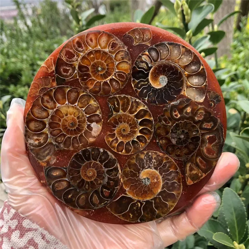 Натуральный аммонит PRETTY NAUTILUS Мадагаскар фотография 12 см | Дом и сад