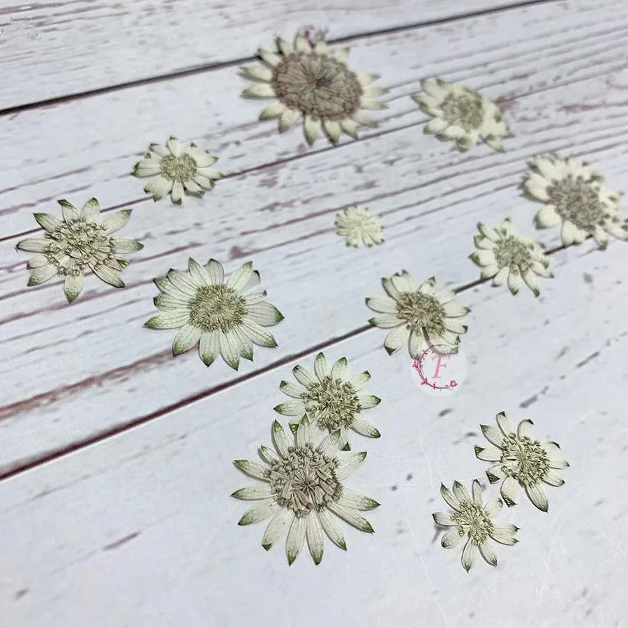 

30pcs Pressed Dried White+Green Astrantia Major Flower Plant Herbarium For Jewelry Postcard Invitation Card Phone Case Making