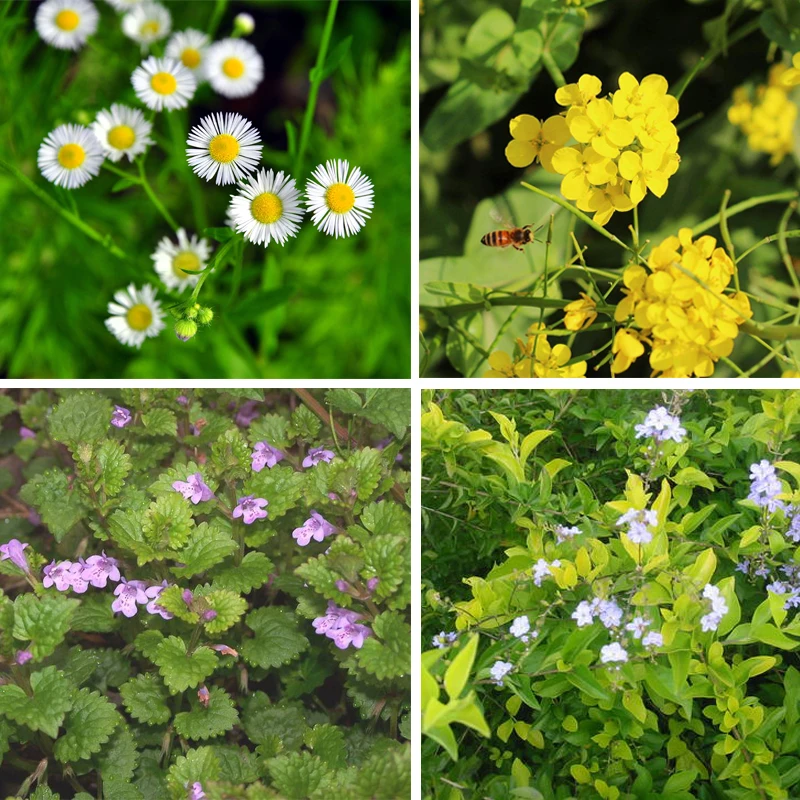 5 шт. карбендазим луковицы бонсай растения укоренения роста стерилизация