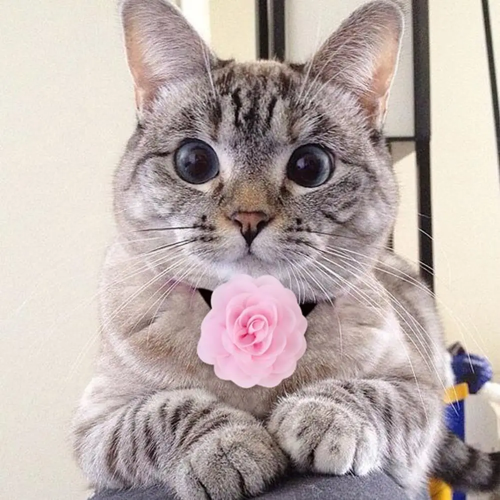 Ошейник для собак и кошек милый ошейник большого размера чихуахуа французского