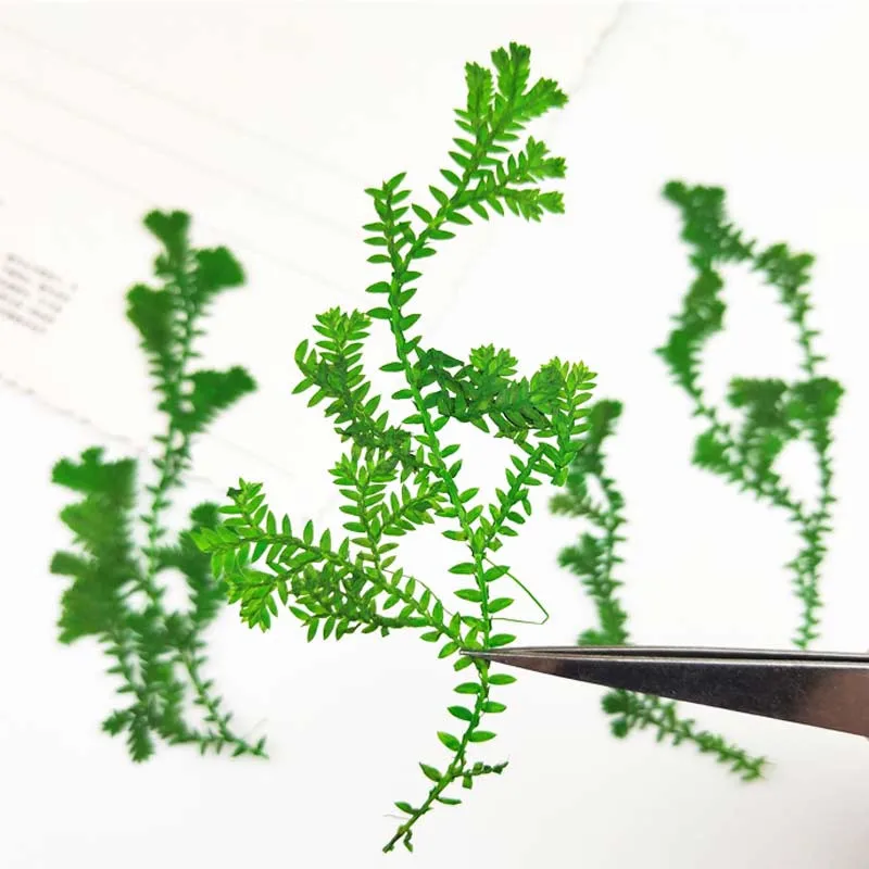 

Dried Aquatic Door Decoration Wreath Flower Dye Green Color Wholesales Free Shipment 1 lot / 100 pcs