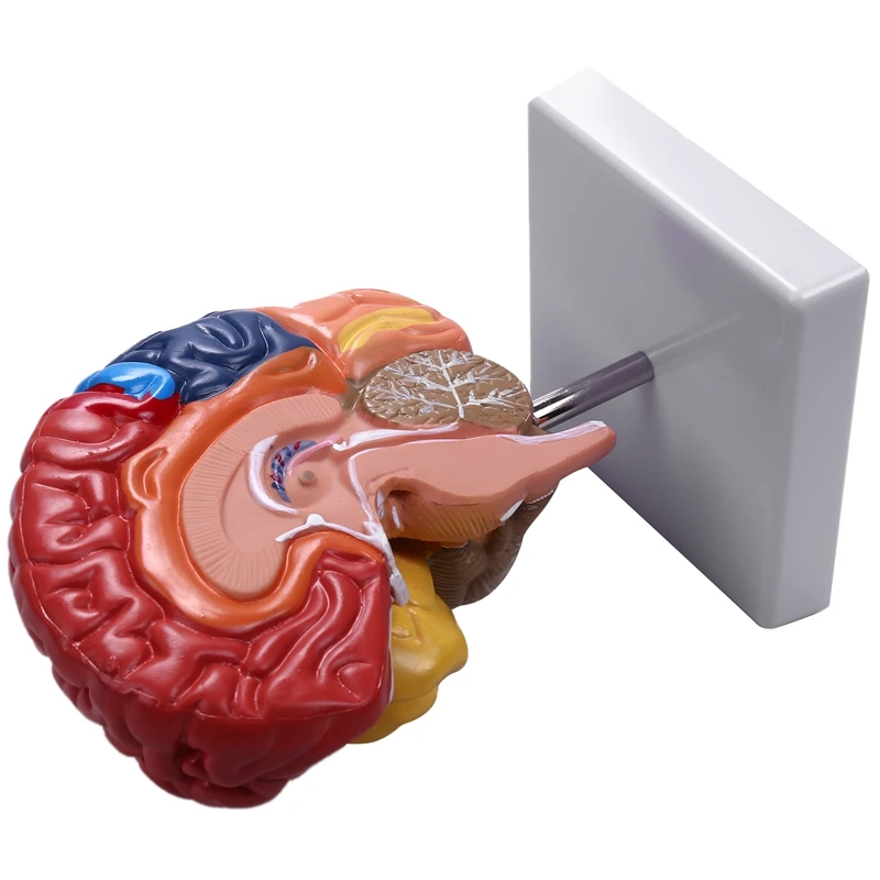 

Cerebral Anatomical Model Anatomy 1:1 Half Brain Brainstem Teaching Lab Supplies