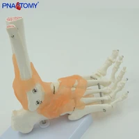 human foot bone model life size with base and ligaments medical teaching tool educational model anatomical pantomy