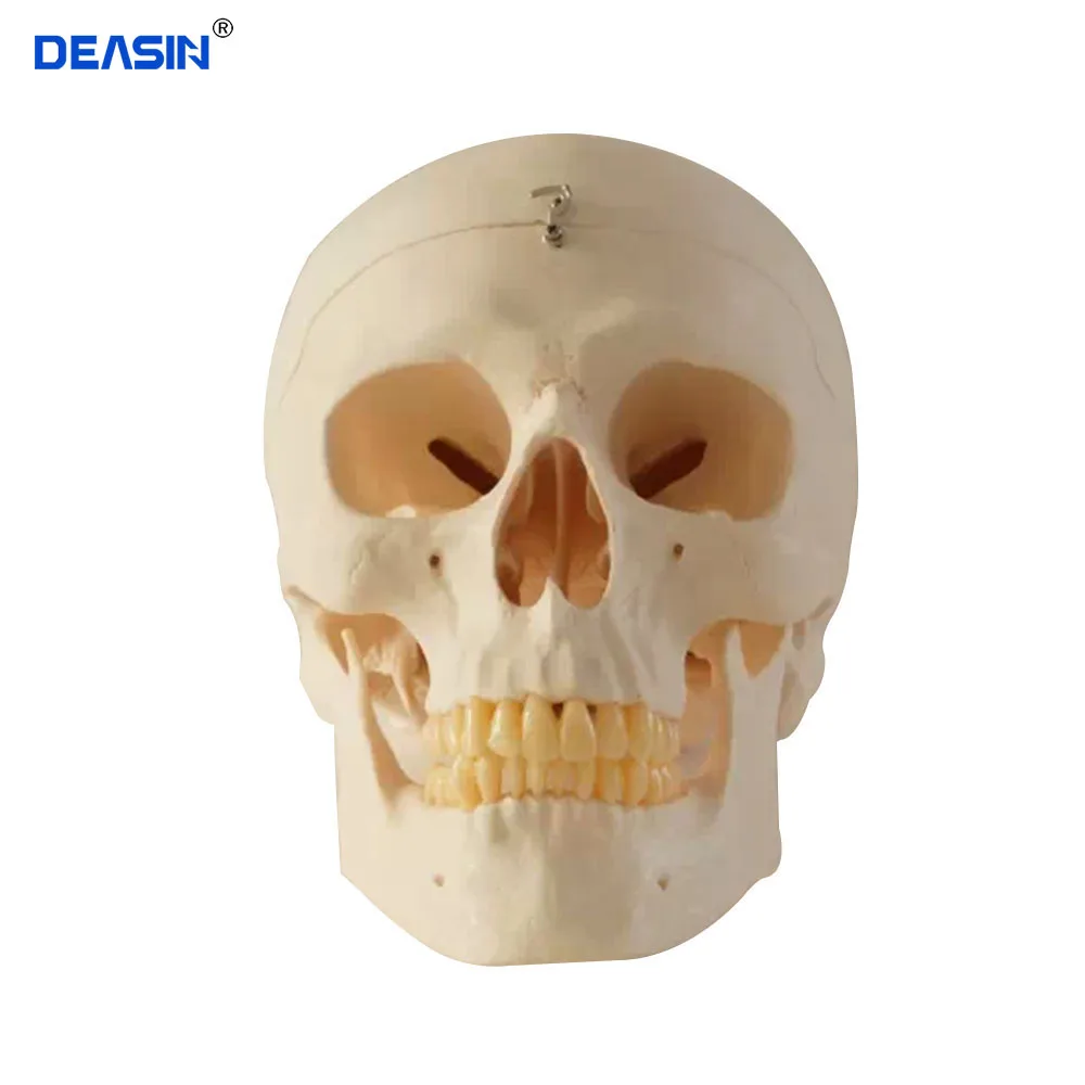 dental skull model human anatomical head medical model cheap skull anatomy model