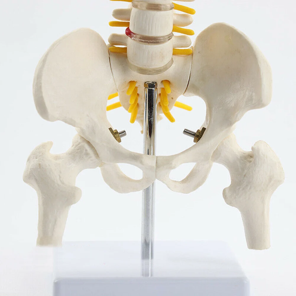 

45cm Anatomical Spine Model Pelvic Flexible Model Anatomy Learning Teaching Tool Aids DQ-Drop