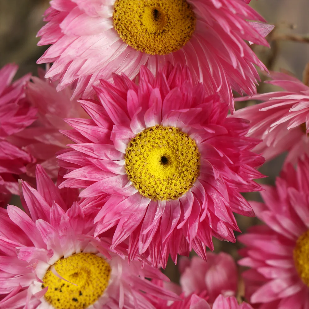 Маленький натуральный сушеный цветок Happy Flower миниатюрный для самостоятельного