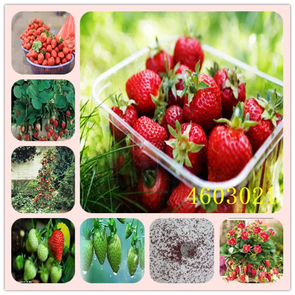 100/сумка гигантские растения клубники Редкие большие Diy бонсай фрагария фрукты