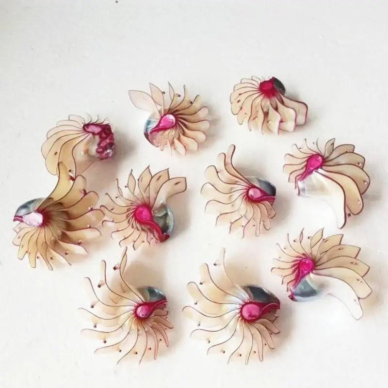 

1pc Natural conch shell snails Philippine Rose aquarium home decor gift ornaments wedding collection sea shells philippines