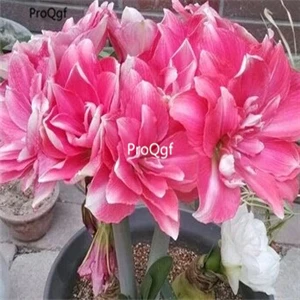 2 Ngryise 3 шт. набор Amaryllis лампочки True Hippeastrum rutilum - Цвет: 2