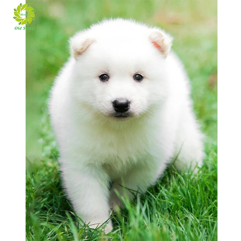 

Старый 5D полностью своими руками алмазов картина Красочные Собака Животное украшение в виде вышивки крестом Стразы moaic, подарок, домашний д...