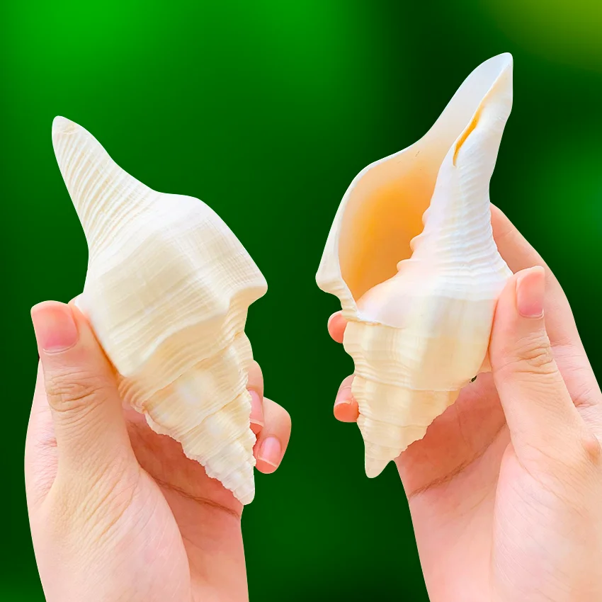 

Turbinella Angulata Natural Conch Shell Specimen Collection Religious Talisman Amulet Fish Tank Aquarium Landscaping Ornaments