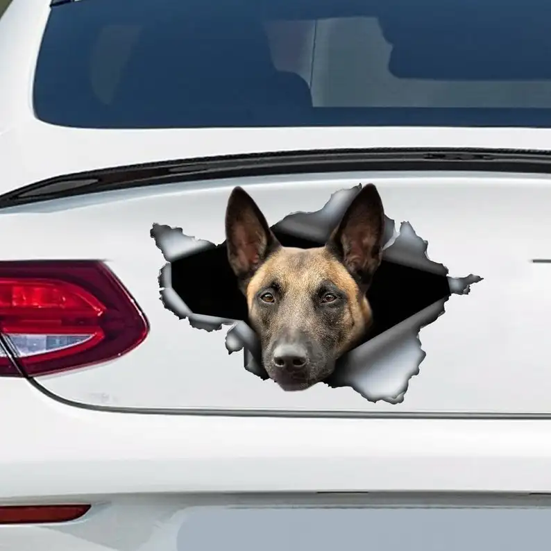 

Belgian Malinois decal , Belgian Malinois magnet, Malinois sticker, Belgian Shepherd Dog