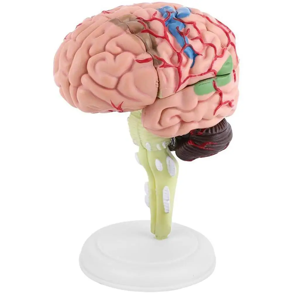 

Montessori toys Human Brain Model 4D Human Brain Anatomical Model Structural Educational Learning Tool sensory toys For children