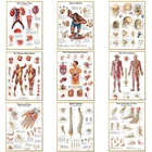 Система анатомии человека, холст, художественные картины, плакат и печать, карта тела, настенное искусство, картина для науки, медицина, декор комнаты