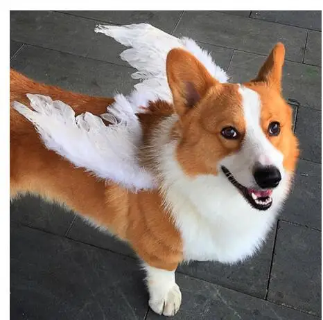 Костюм для домашних животных собака розыгрыш кошка цвет черный или белое крыло