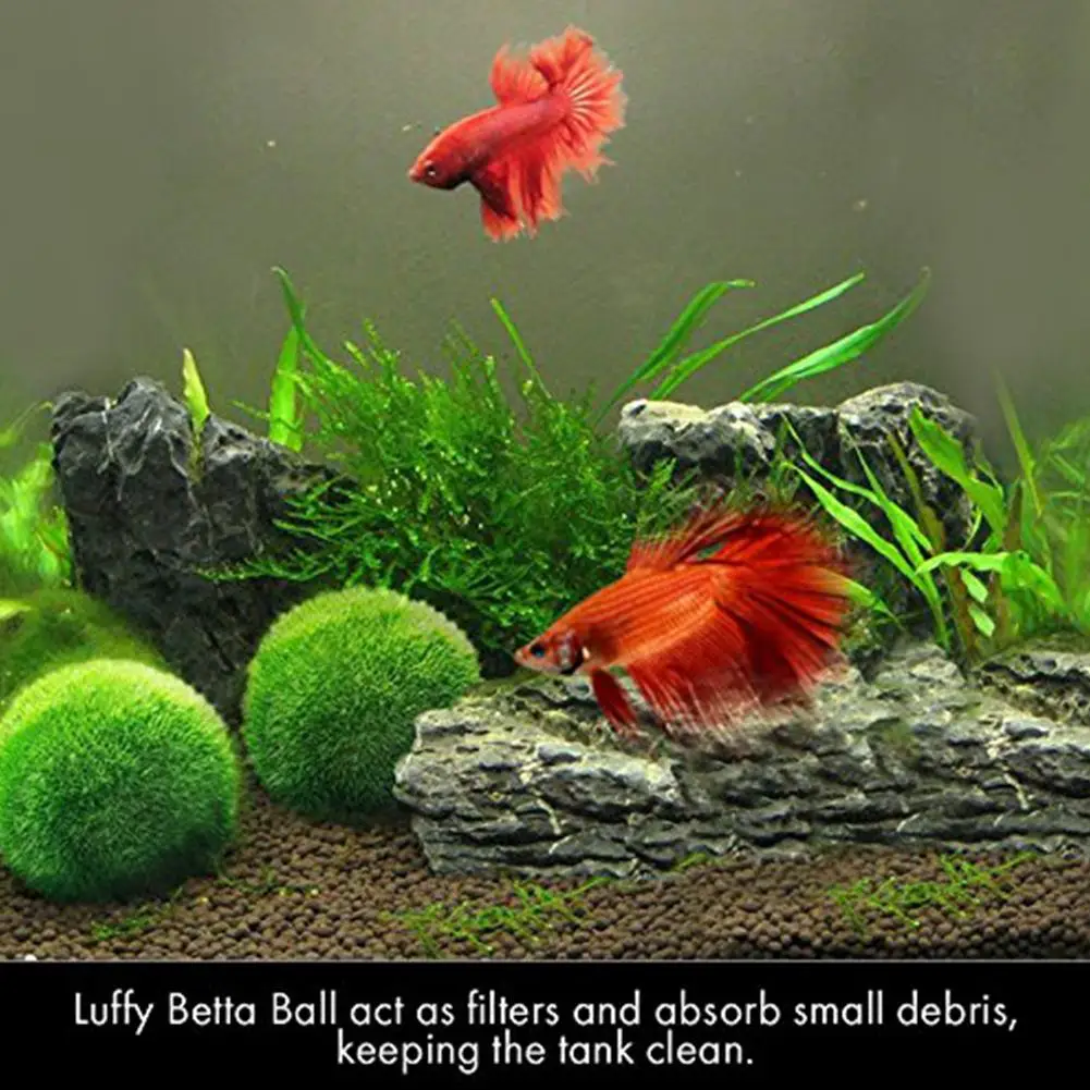 Живой зеленой шарик из морской водоросли моделирование растений в аквариуме