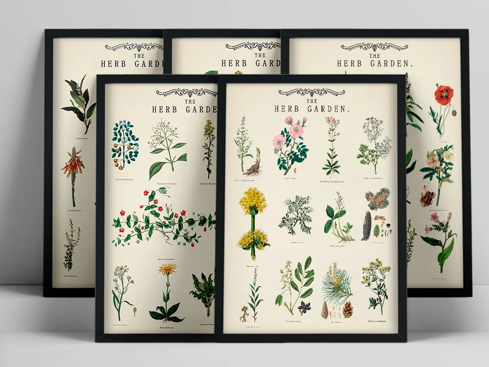 

Herb Garden Plant Education Poster Classroom Wall Art Canvas Paintings School Vintage Decorative Modular Prints Wall Pictures