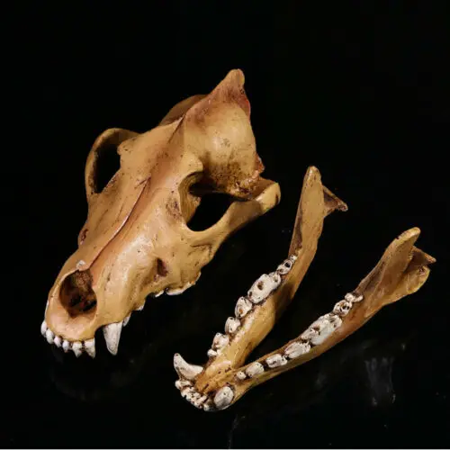 Lobo cr&aacute;neo modelo a escala 1:1 de resina decoraci&oacute;n Hogar Accesorios juguete decoraci&oacute;n de regalo f&oacute;sil de cr&aacute;neo esqueleto de la ense&ntilde;anza modelo decoraci&oacute;n para el hogar-3