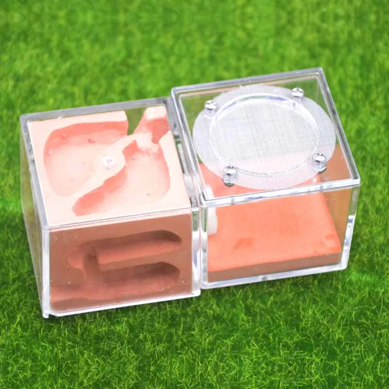 Red Acrylic Ants Plaster Nest Three-dimensional Ant Breeding Farm Workshop | Дом и сад