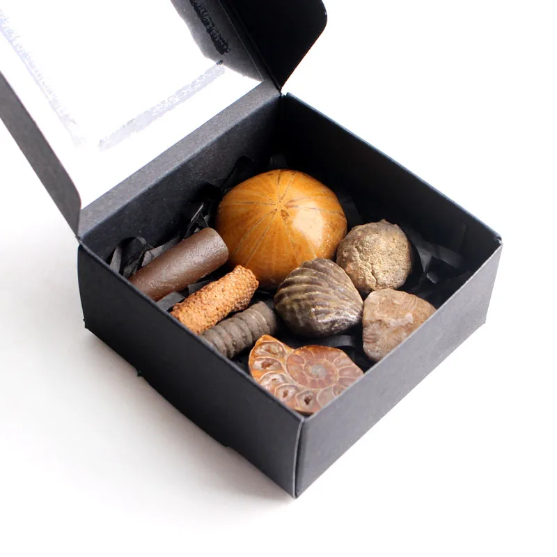 

Натуральные маленькие смешанные Ископаемого аммонита Seafish минералы образца грубый камень целебный сбор подарок исцеления