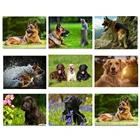 Алмазная 5D Вышивка Собака, сделай сам, полное покрытие круглыми стразами, вышивка крестиком, FG1613