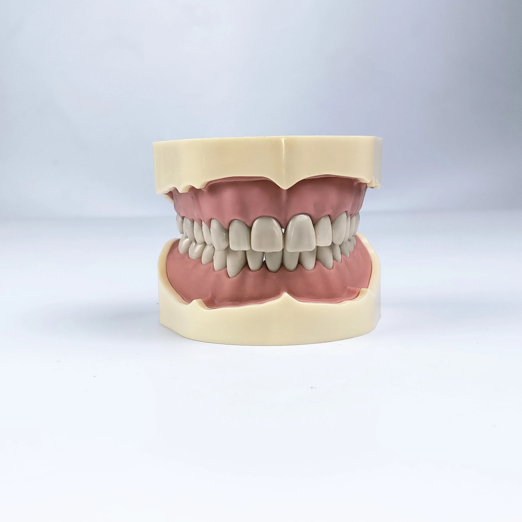 Модель для обучения стоматологии модель зубов BF 1 шт.|jaws|jaw modeljaws teeth |