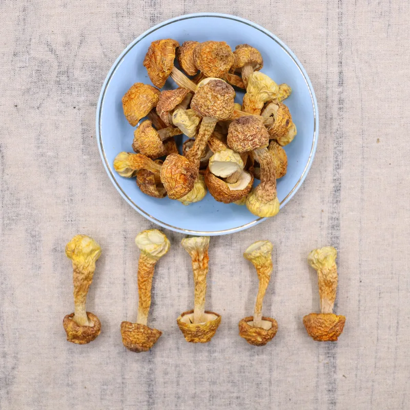 

Dried Agaricus Blazei Murrill Mushroom Himalayas Fungus