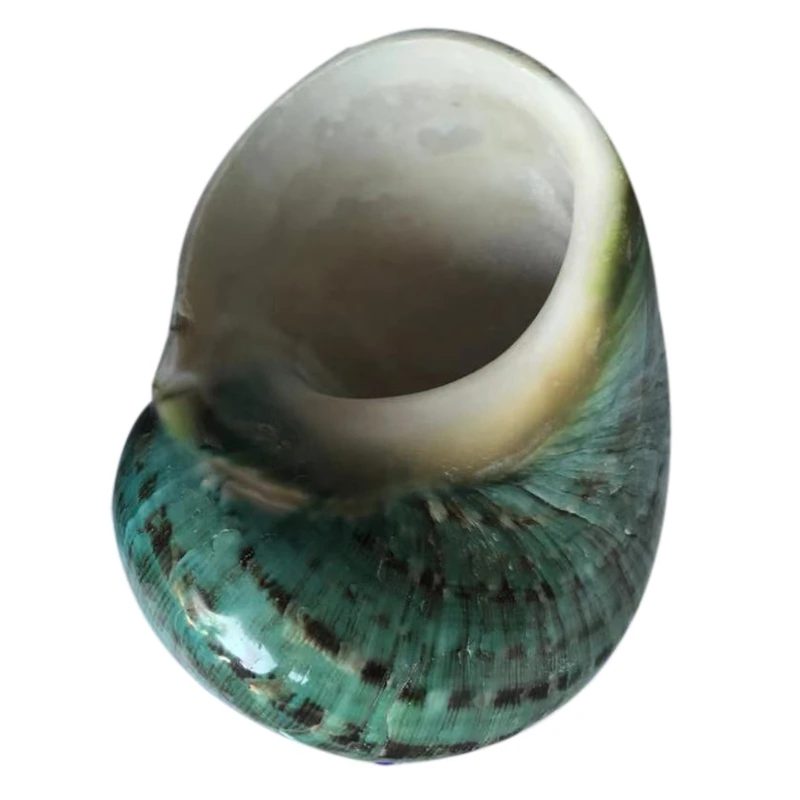 BESTGreen большой раковины домашнего интерьера Морской Декор рыбы сухой аквариум