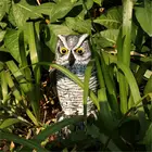 Реалистичная пластиковая Сова пугало манок садовый газон двор защита от птиц репеллент от вредителей контроль пугало манок