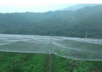 3m5m 7m orchard bird proof net horticultural net white nylon net strawberry grape protection net