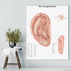 Анатомические диаграммы Плакаты для акупунктуры уха анатомический плакат холст картины настенные картины для медицинского образования
