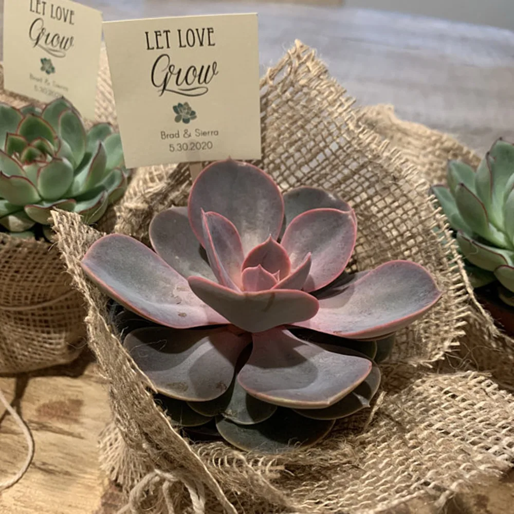 Индивидуальные свадебные ярлыки сувениры сочные рустикальный подарок на