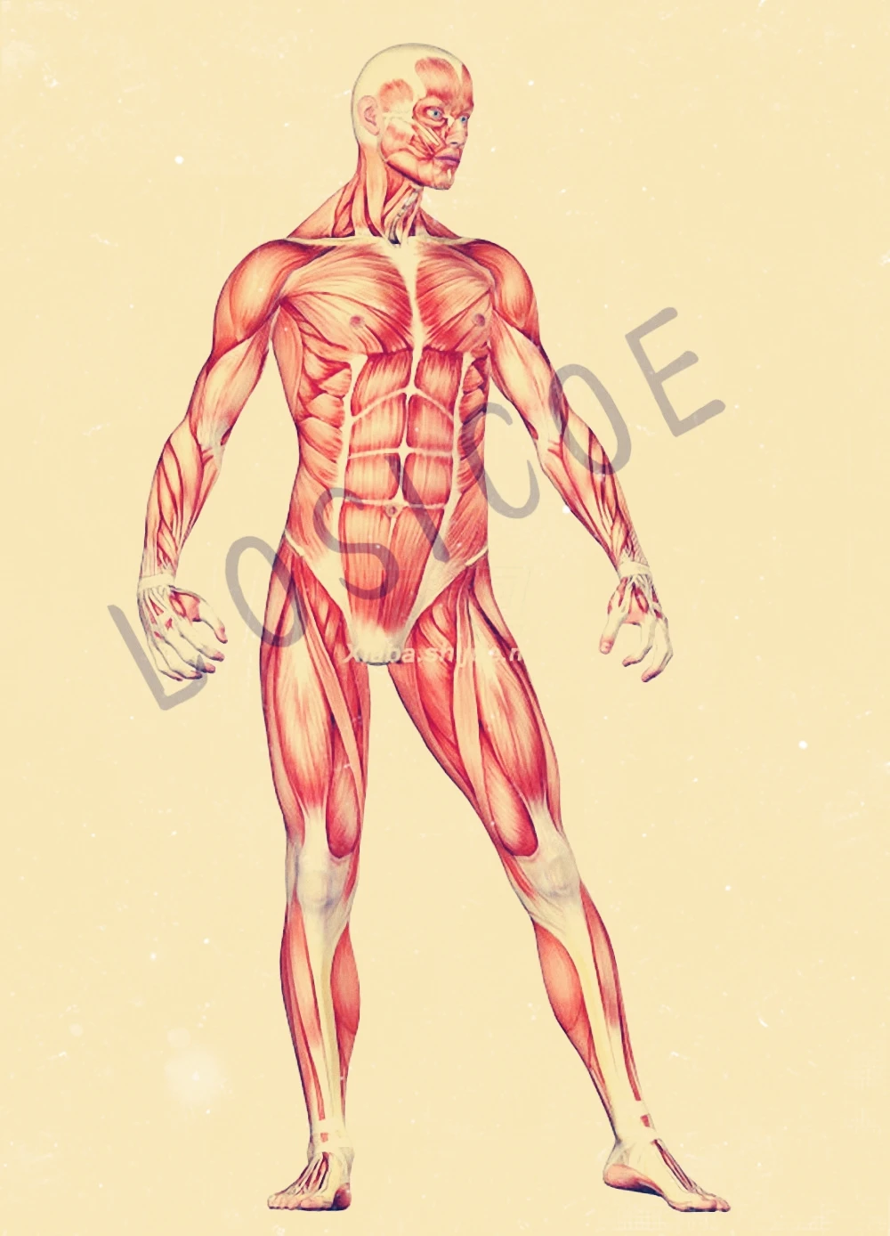 Мускул Бодибилдинг искусство человека анатомия или здоровье дизайн стены стикер