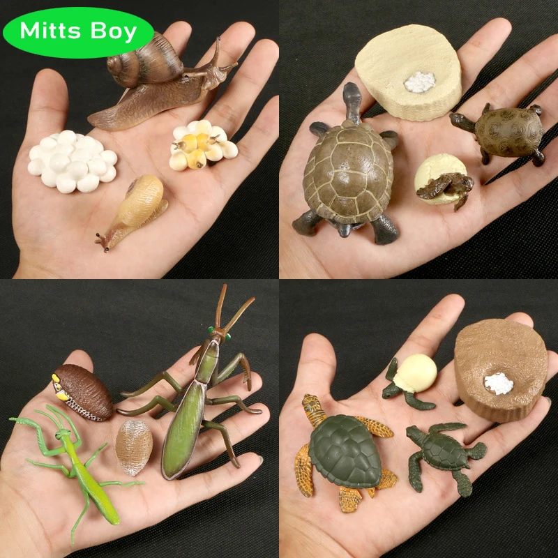 

New Hot Simulation Ocean Animal Insect Model Mini Animal Snails Frog Sea Turtle Growth Cycle Ornaments Cognitive Educational Toy