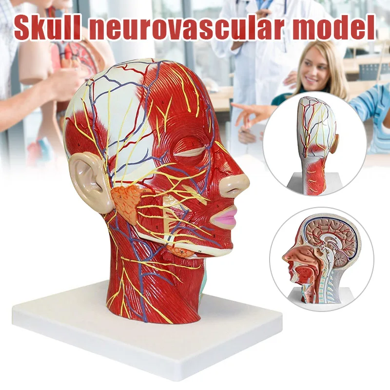 

Hot Sa Anatomical Model Men Head Superficial Neurovascular Model Sagittal Section Microsurgery Model Teaching Tools Aids