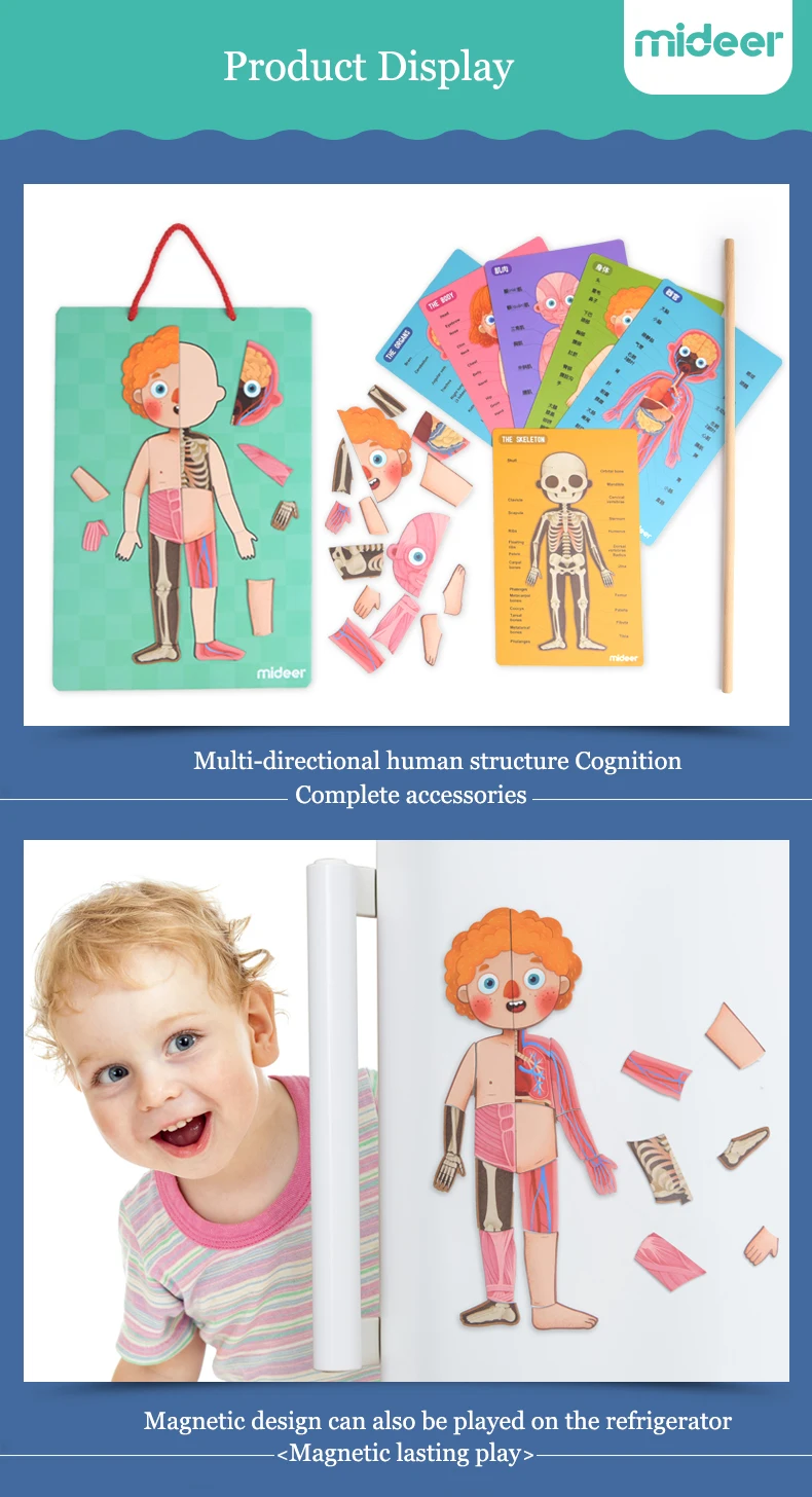 MiDeer детские игрушки-головоломки магнитное тело 6Y+ мышечная костная структура познавательная подвесная доска образование творческие игрушки для детей