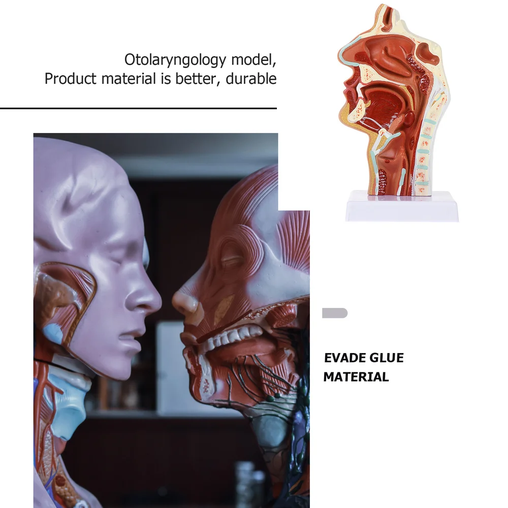 

1Pc Nasal Cavity Model Oral Cavity Model Pharynx Larynx Anatomical Model