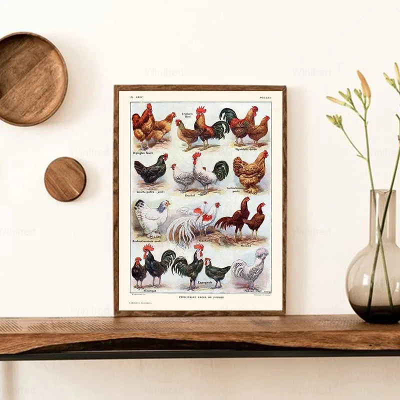 

French Hens and Roosters Breeds Print Poultry Chickens Vintage Poster Kitchen Wall Art Canvas Painting Home Room Decor Pictures