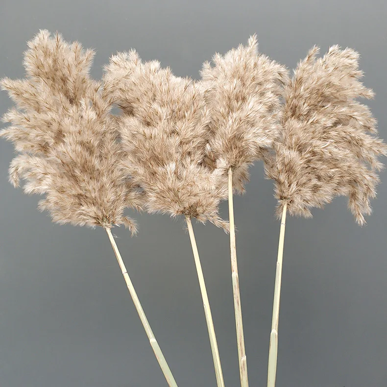 

5pcs Real Pampas Grass Natural Dried Flower Plants Home Wedding Party Xmas Grass Bouquet Reed Decor Real Pampas Merry Plant