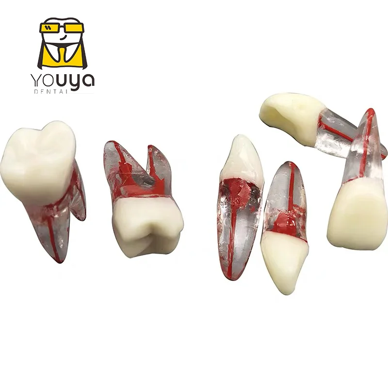 1 шт. зубной корень модель канала для ЦР практика стоматолог обучения открытие