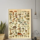 Изящные ботанические образовательные грибы, печать грибков, диаграмма, иллюстрация, фотография