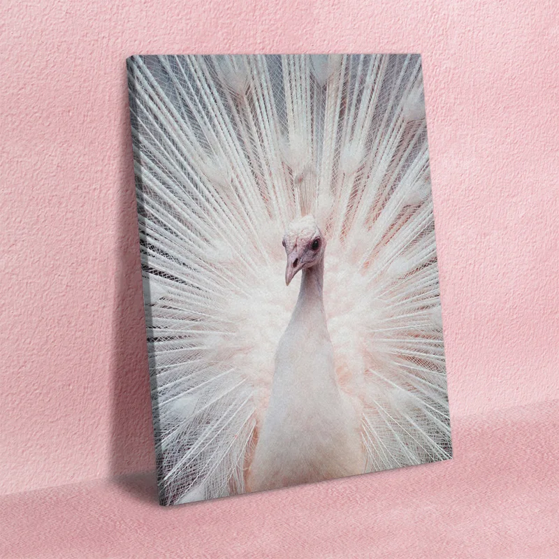 Модульный холст с изображением белого павлина HD принты настенное искусство в
