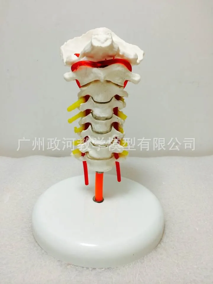 Модель медицинского скелета с каротитальной артерией и 7 ортопедами| |