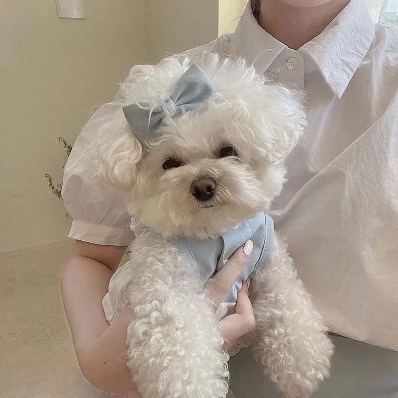 Корейское платье для домашних животных INS Wind Осень-Зима Розовая синяя юбка