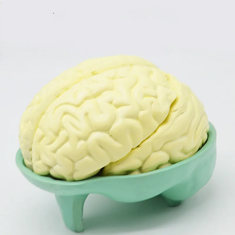 Модель анатомии мозга натуральная большая структура полусферический школьный