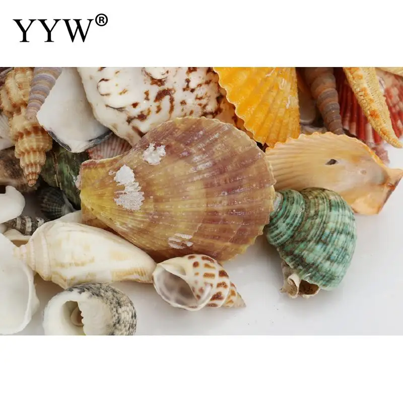 150 шт./пакет смешанные морские раковины Schelpen Coquillage Conchas Shell для украшения дома декоративный Вавилон морской домашний Морской Декор