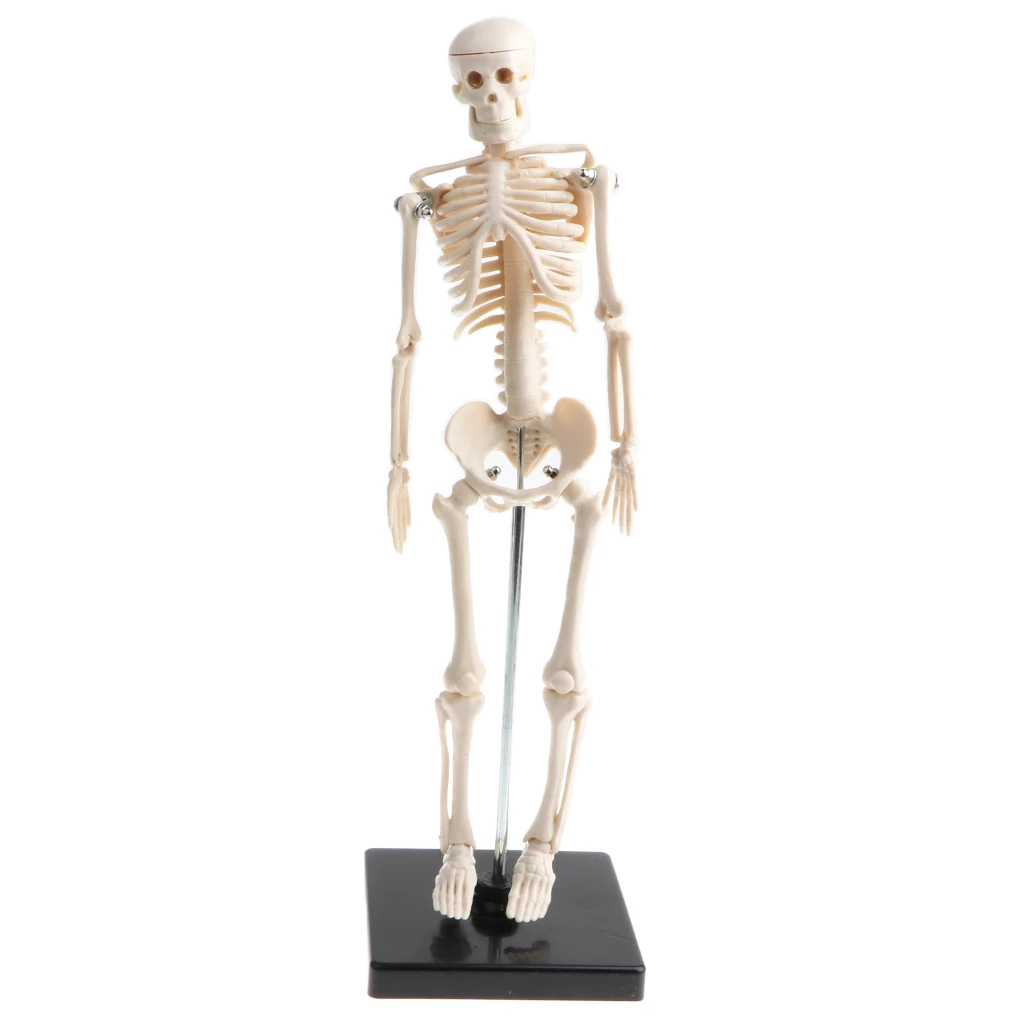 

42cm Model Anatomical Educational Toy, Articulated Skeletal System, Classroom Display Decoration, Lab Supplies