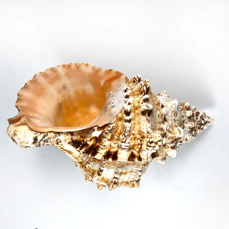 Натуральные морские улитки большие предметы без повреждений украшение сделай