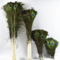 50pcslot natural real peacock feathers for crafts long feathers peacock feather peacock jewelry peacock decor plumas carnaval